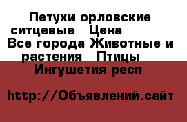 Петухи орловские ситцевые › Цена ­ 1 000 - Все города Животные и растения » Птицы   . Ингушетия респ.